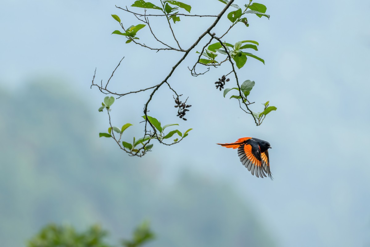 Scarlet Minivet - ML620261797