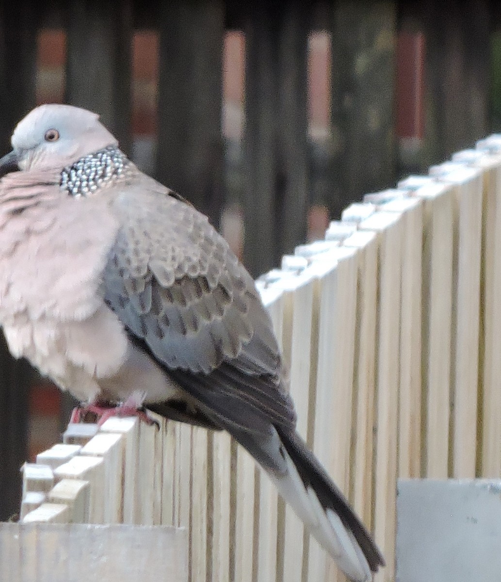 Spotted Dove - ML620261799