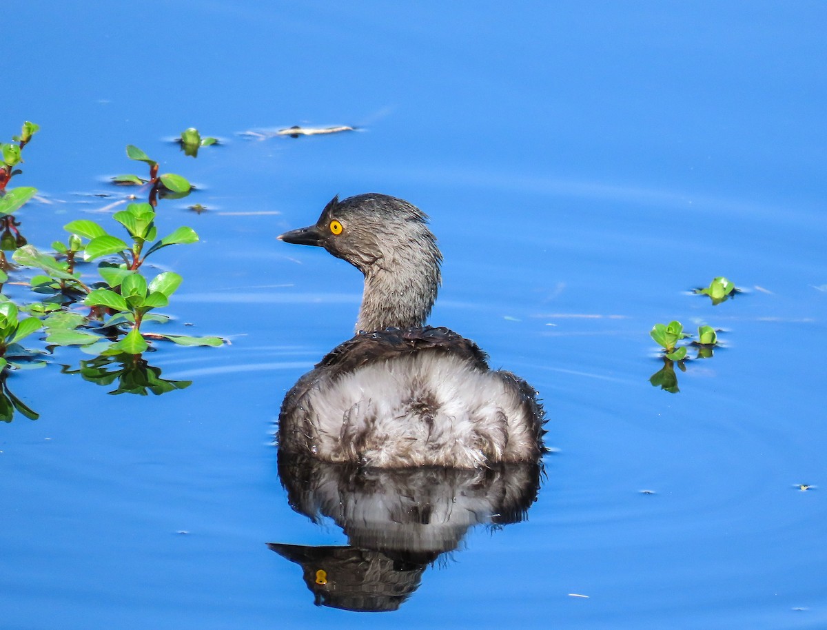 Least Grebe - Patty González CON