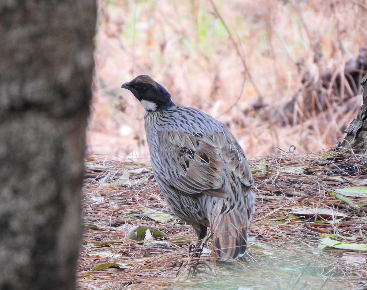 Koklass Pheasant - ML620261809