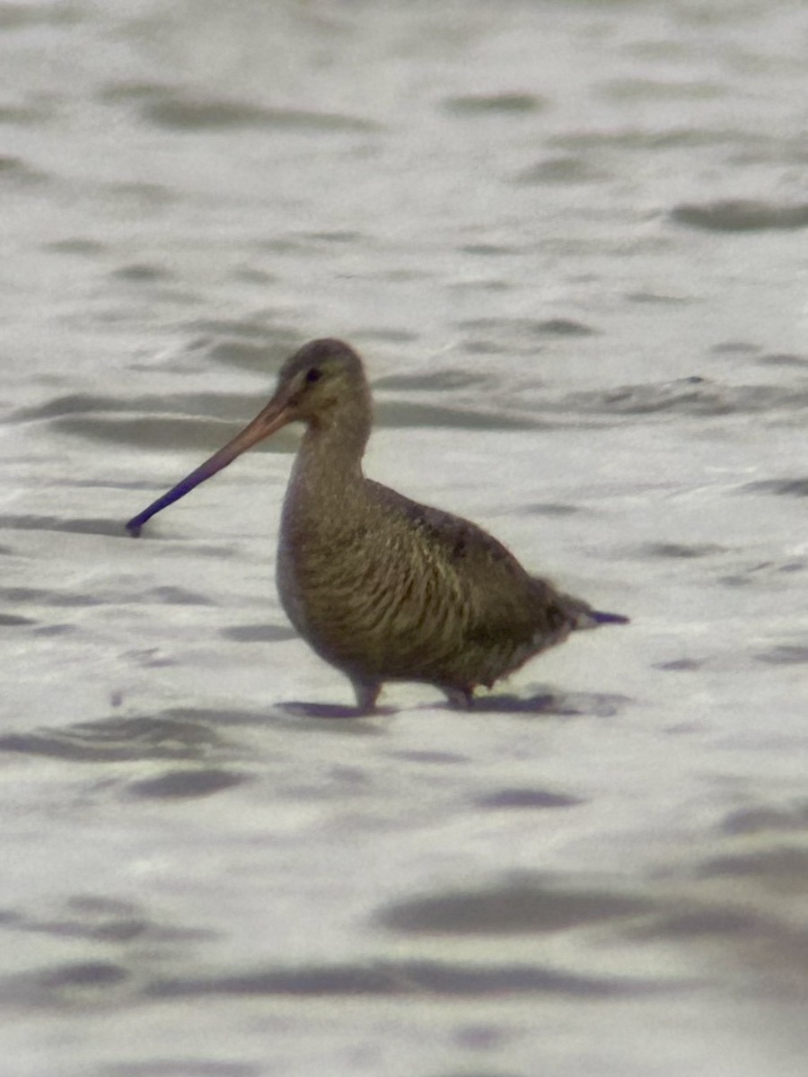 Hudsonian Godwit - ML620261810