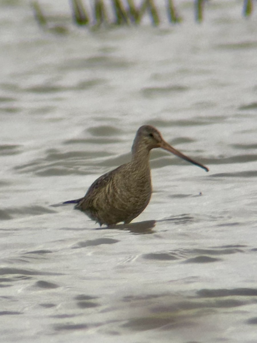 Hudsonian Godwit - ML620261811