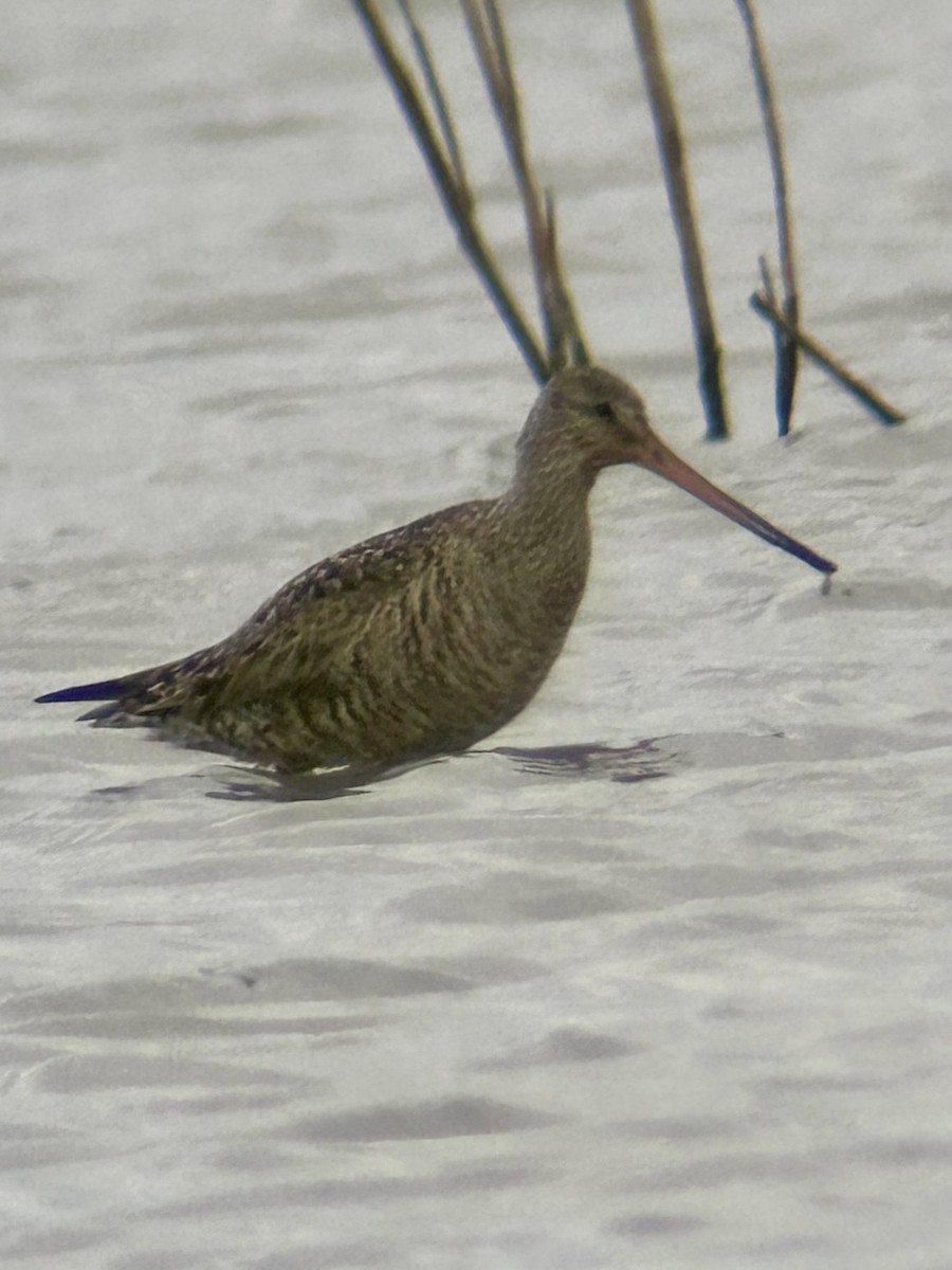 Hudsonian Godwit - ML620261812