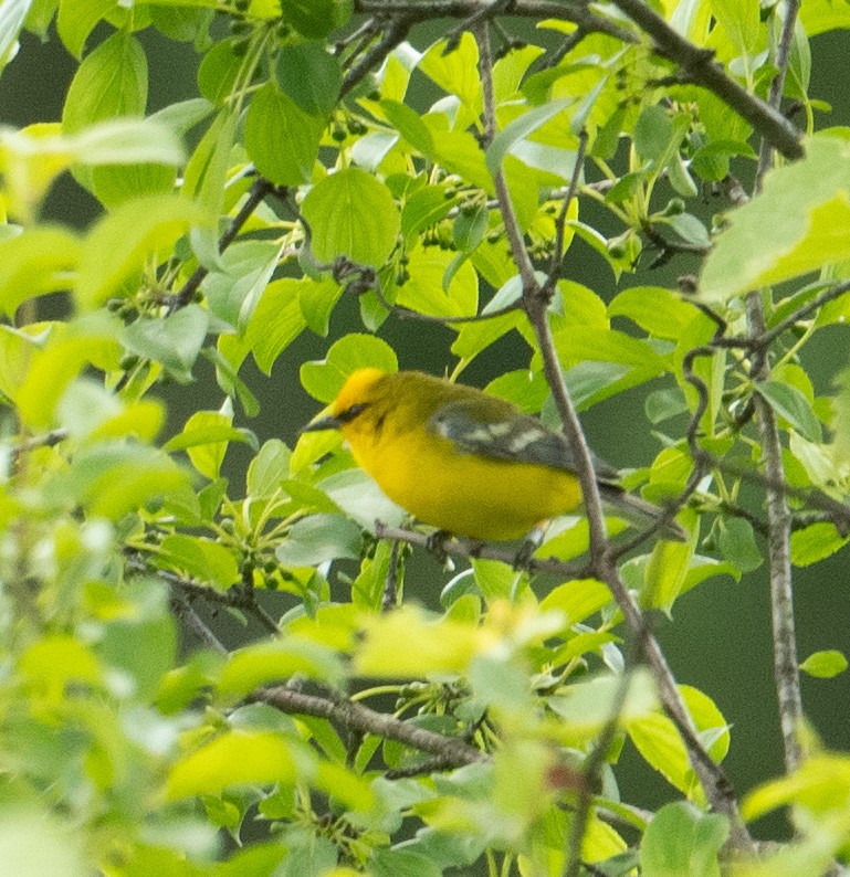 Blue-winged Warbler - ML620261814