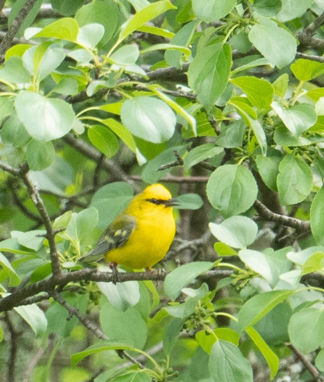 Blue-winged Warbler - ML620261818