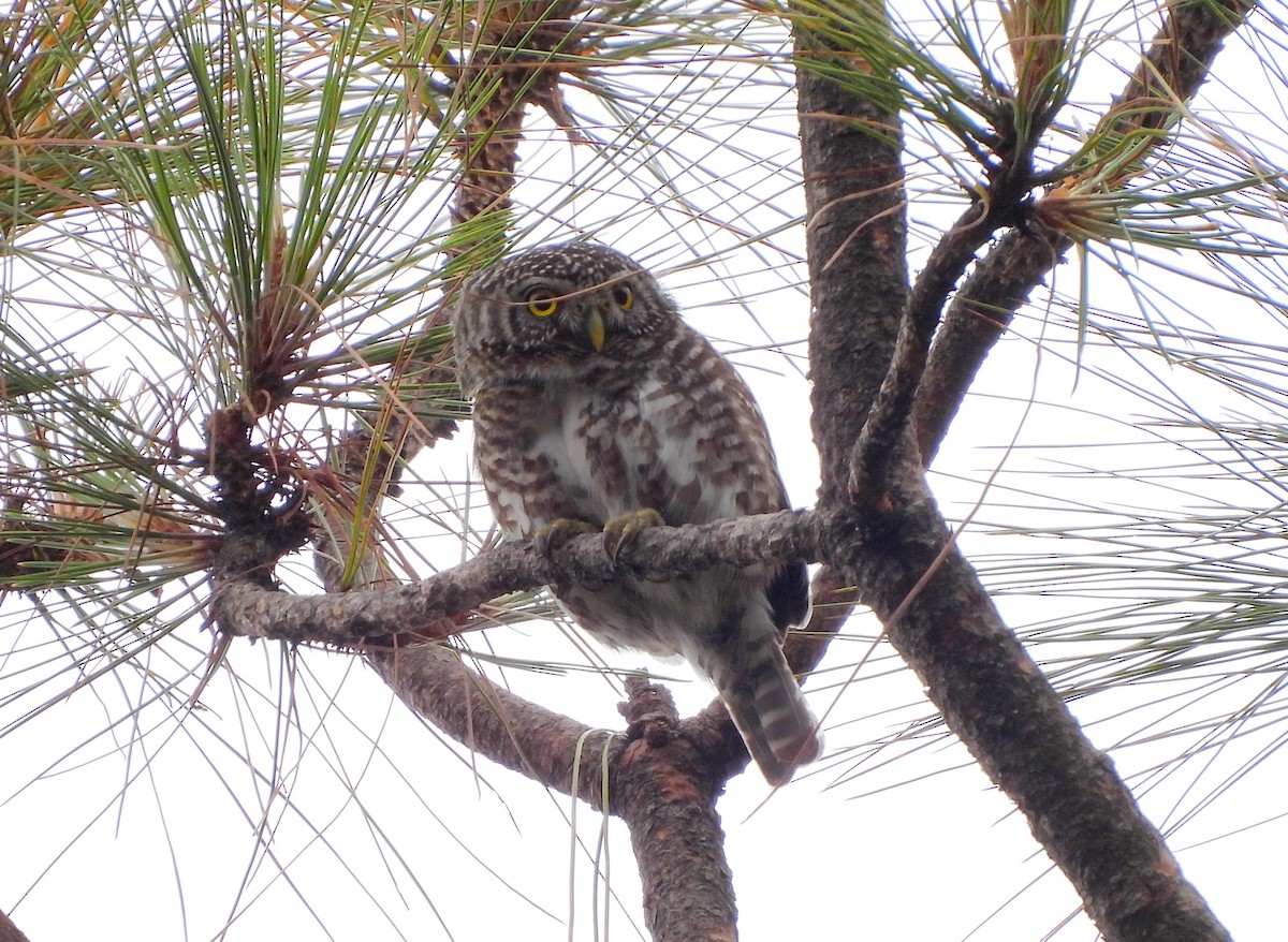 Collared Owlet - ML620261821