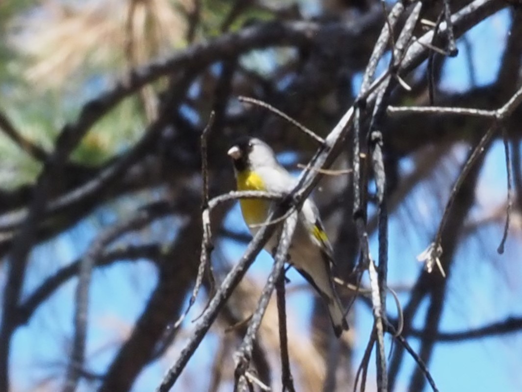 Lawrence's Goldfinch - ML620261822