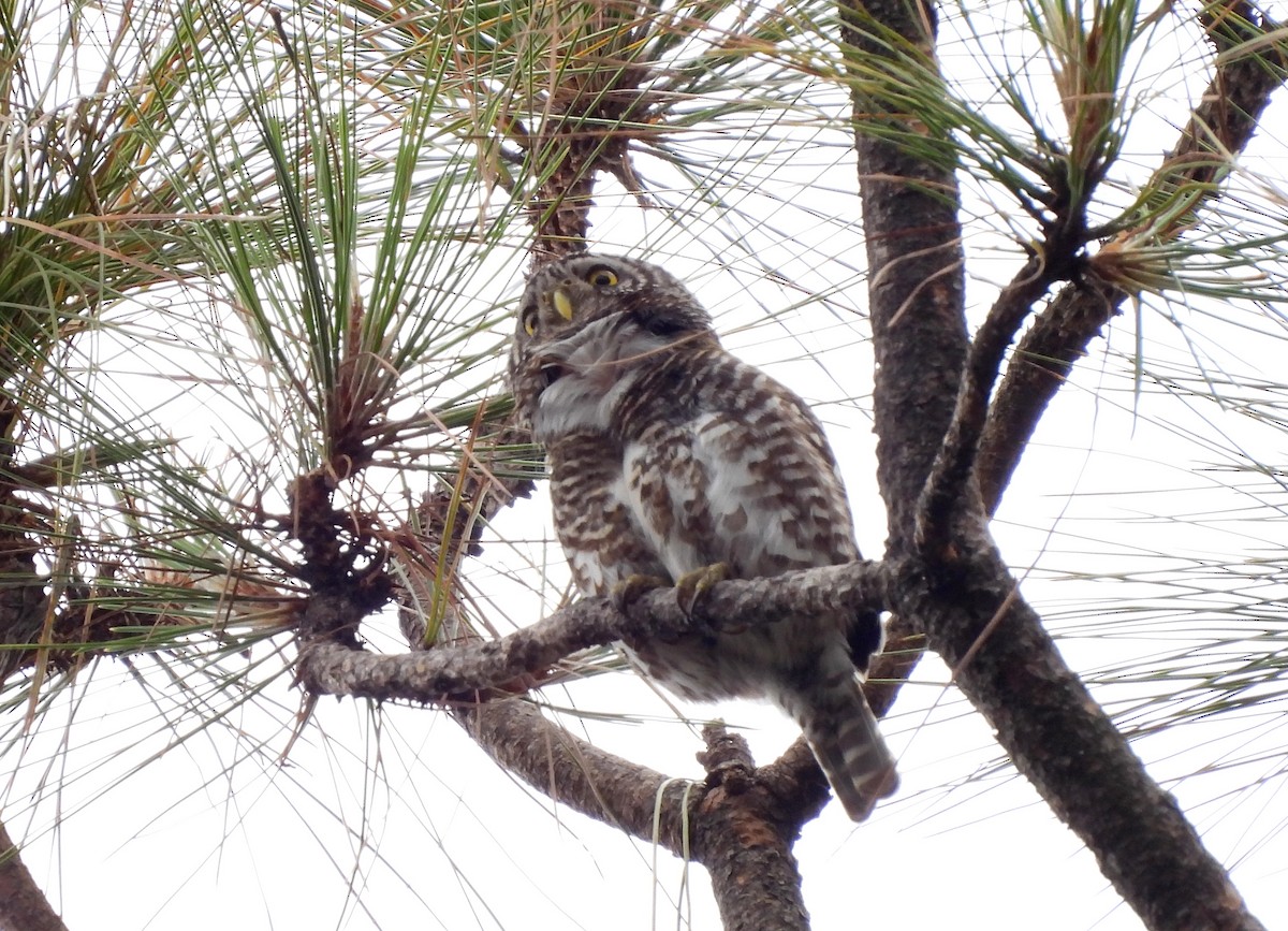 Collared Owlet - ML620261825