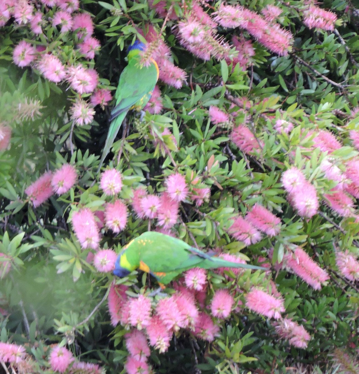 Rainbow Lorikeet - ML620261826