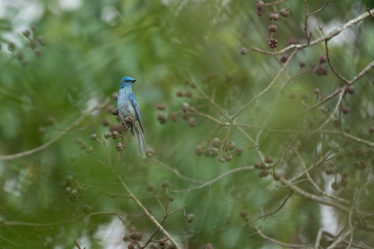 Pale Blue Flycatcher - Deepak Budhathoki 🦉