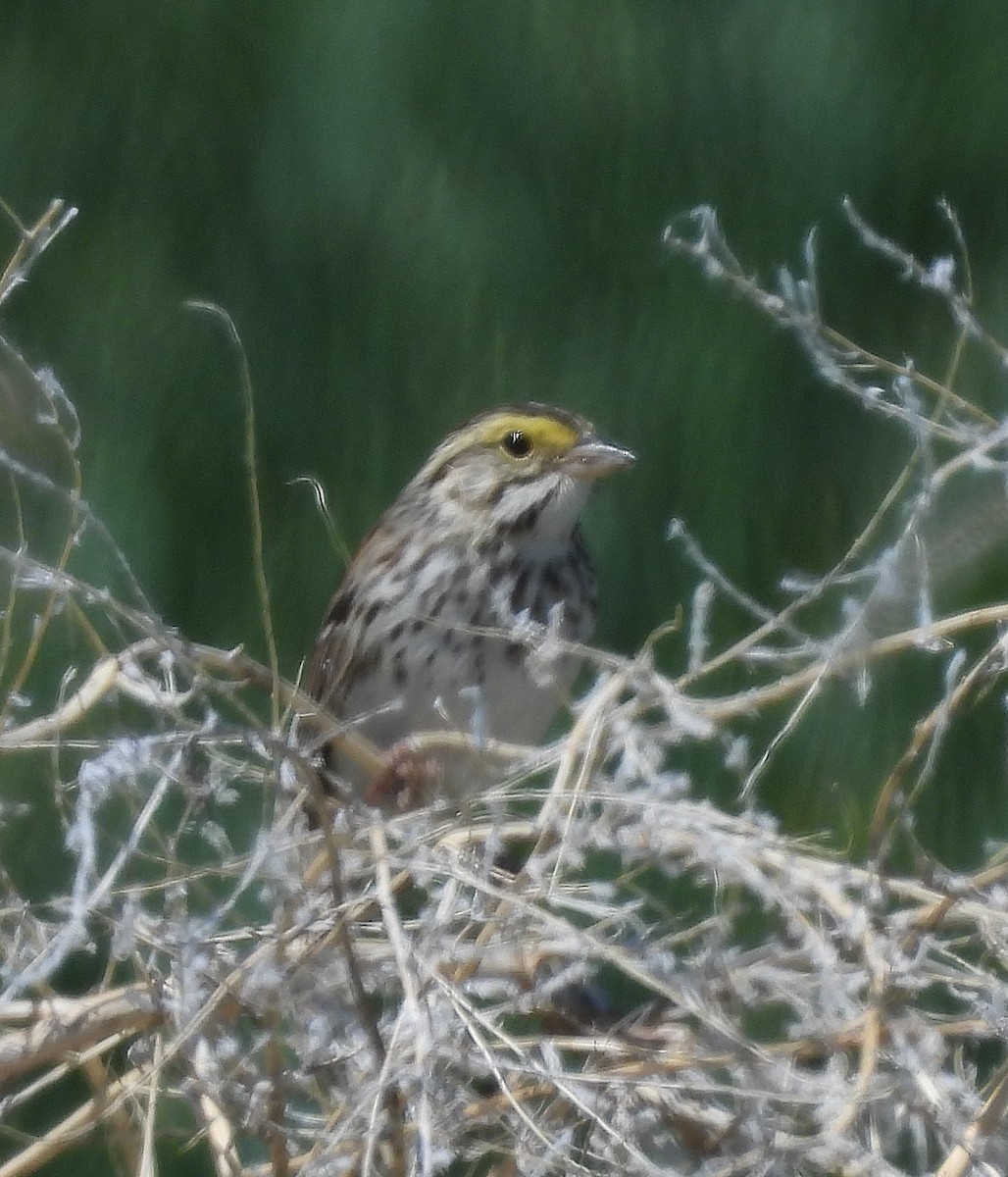 Savannah Sparrow - ML620261833
