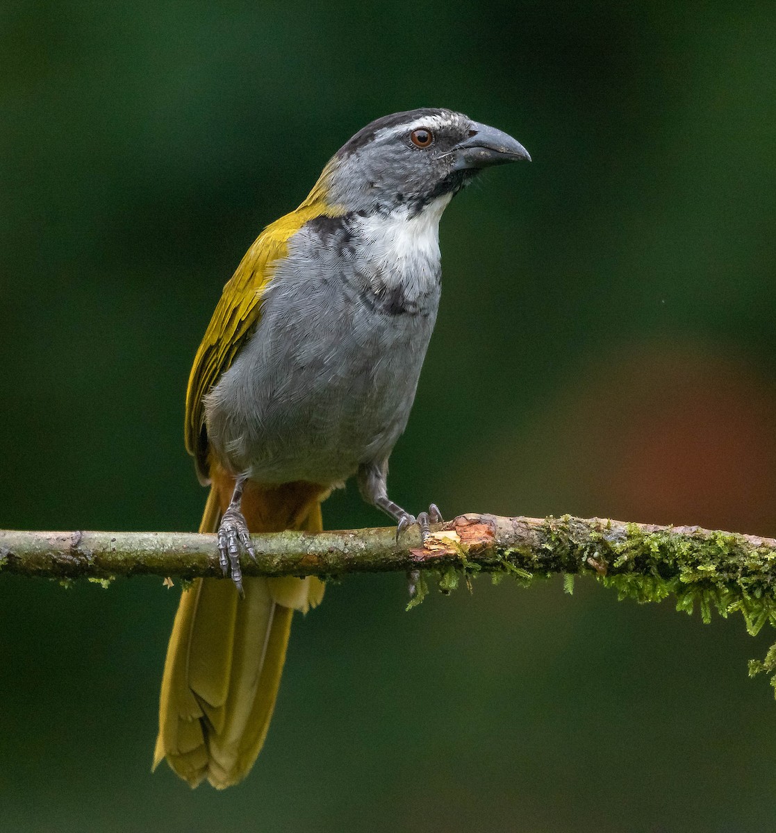 Black-headed Saltator - ML620261842