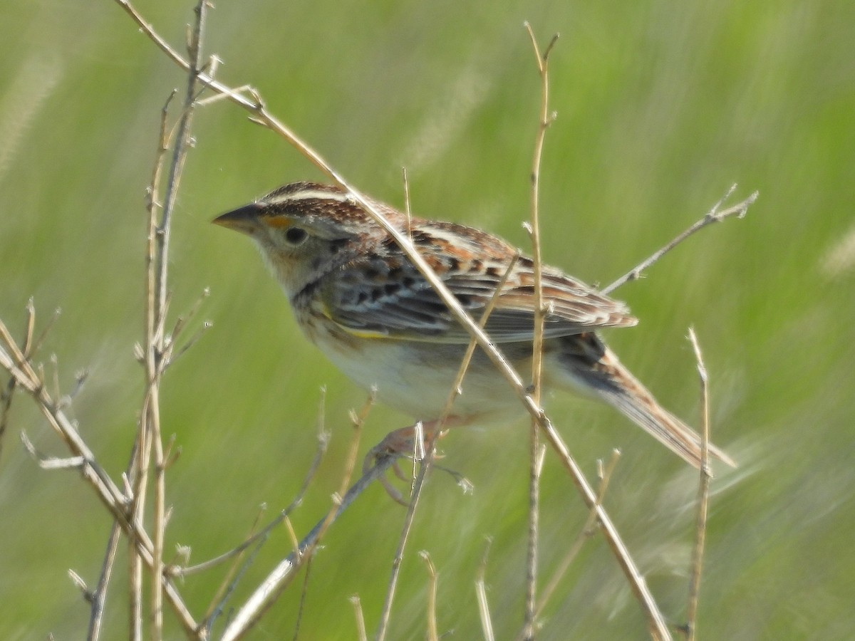 Grasshopper Sparrow - ML620261846