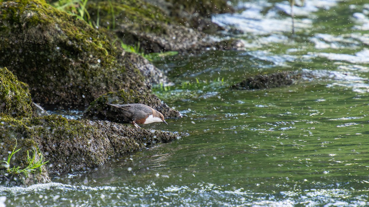 White-throated Dipper - ML620261851