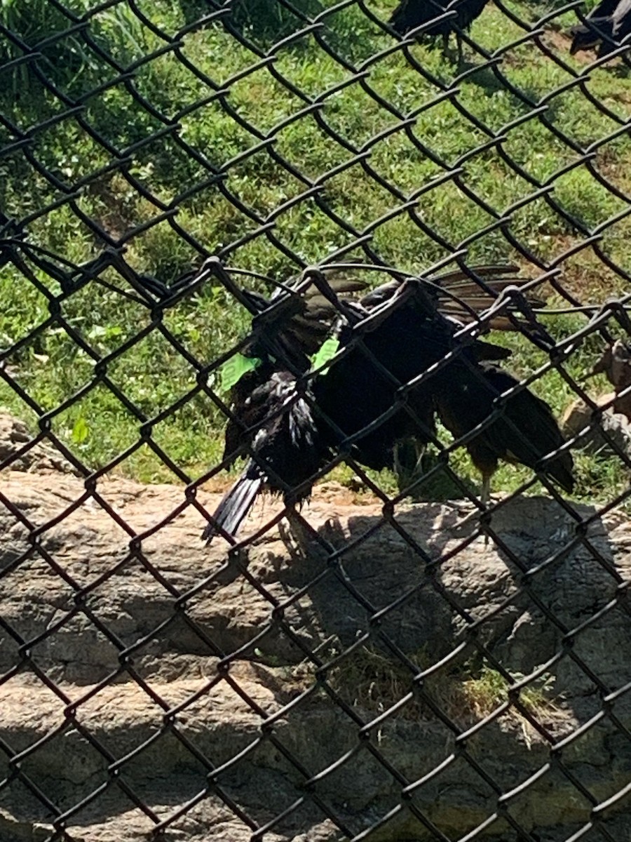 Black Vulture - ML620261854