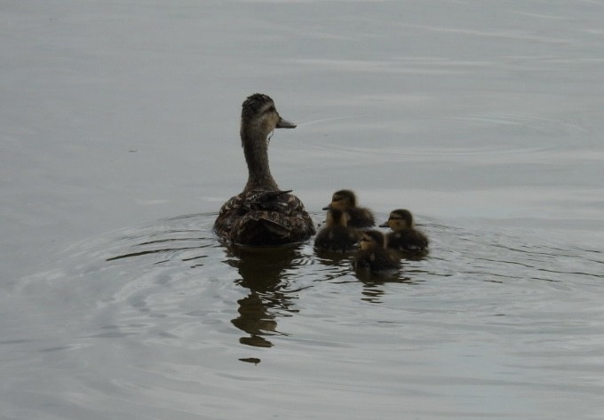 Mottled Duck - ML620261863