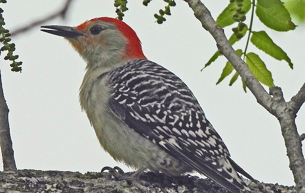 Red-bellied Woodpecker - ML620261869