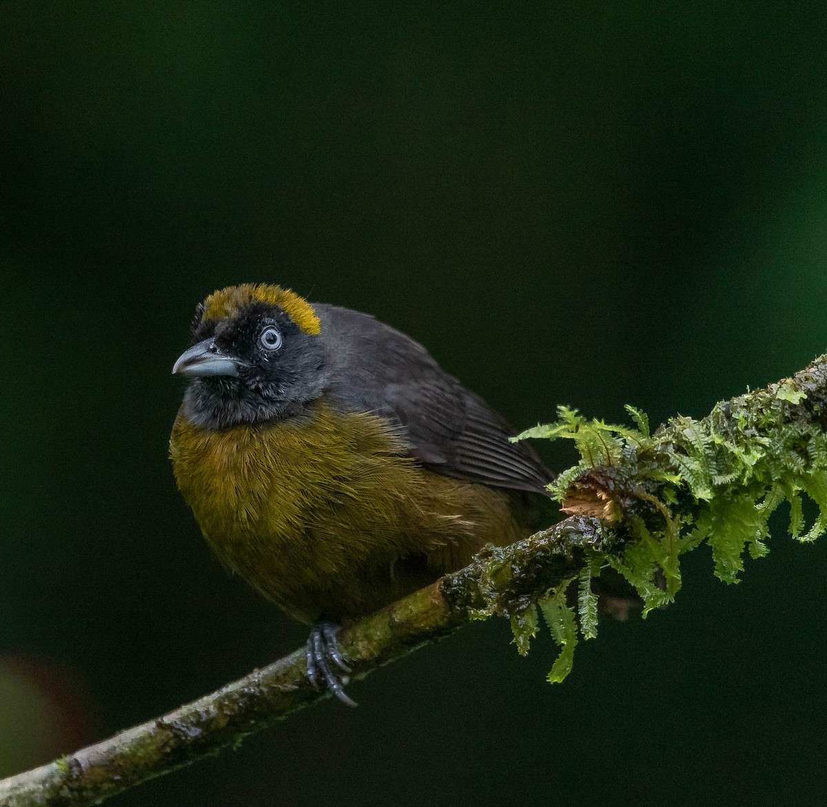 Dusky-faced Tanager - ML620261885