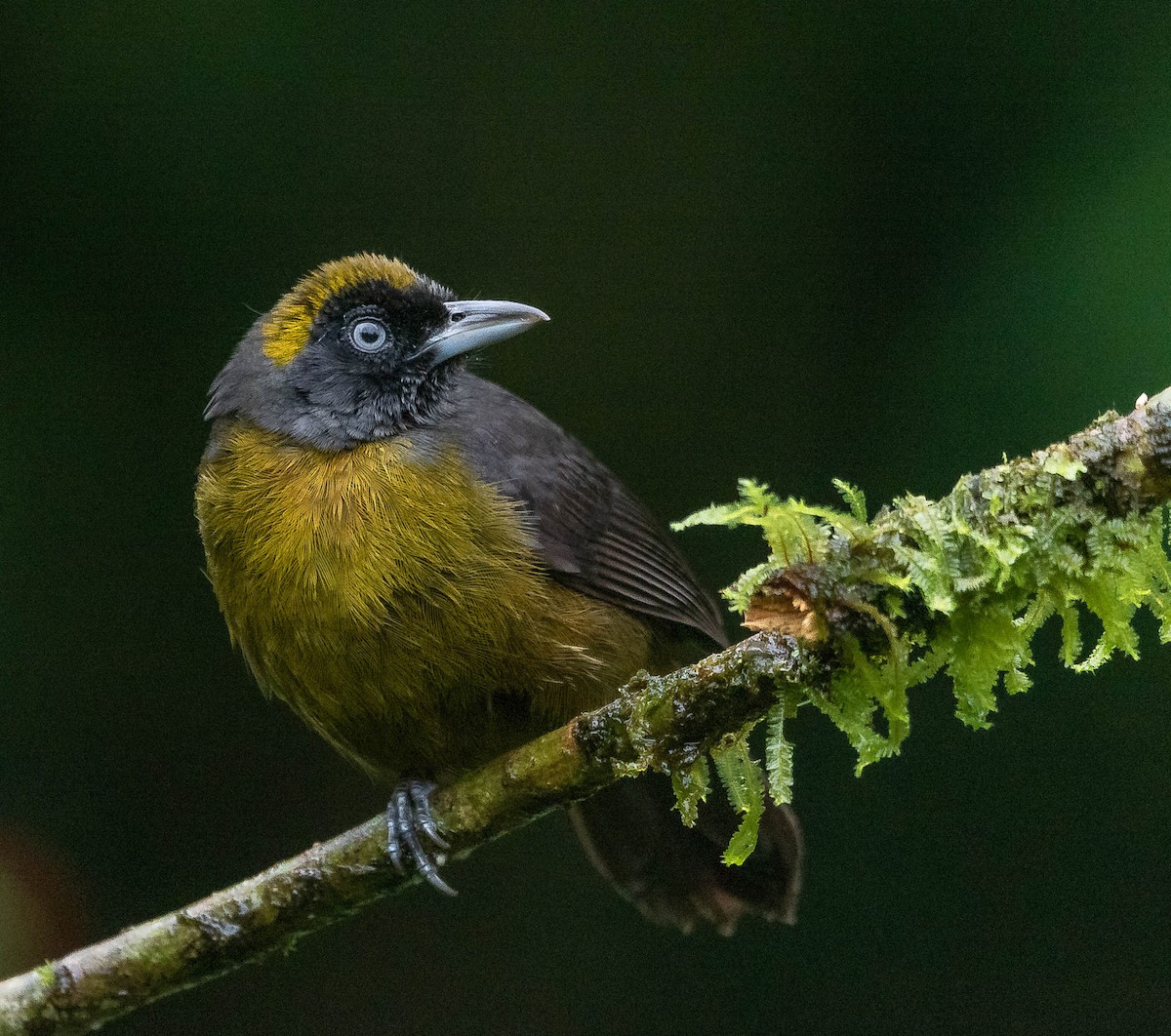 Dusky-faced Tanager - ML620261892