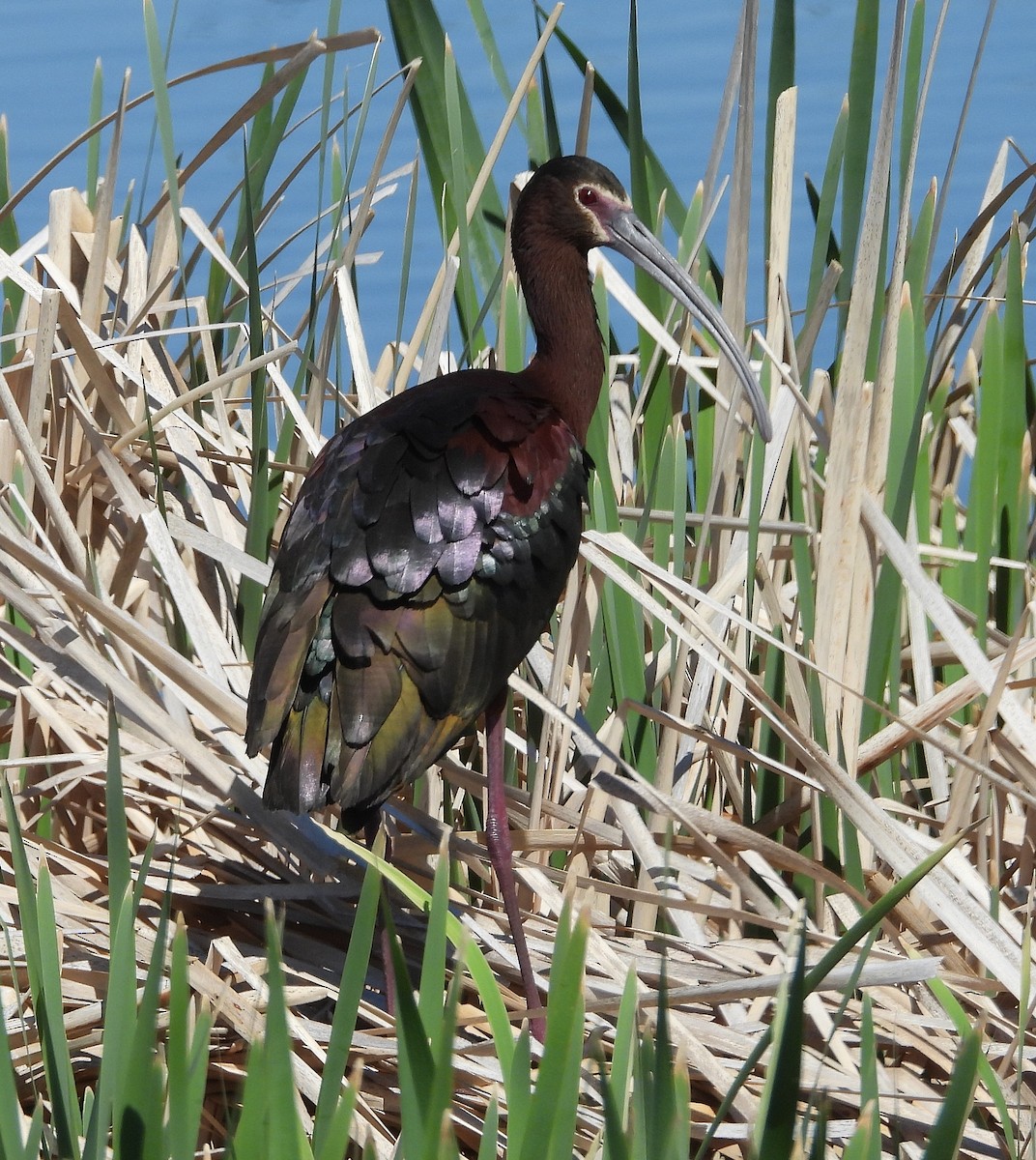 White-faced Ibis - ML620261895