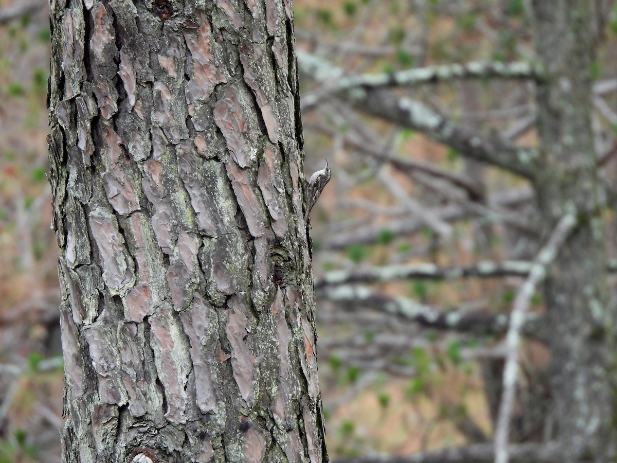 Bar-tailed Treecreeper - ML620261896