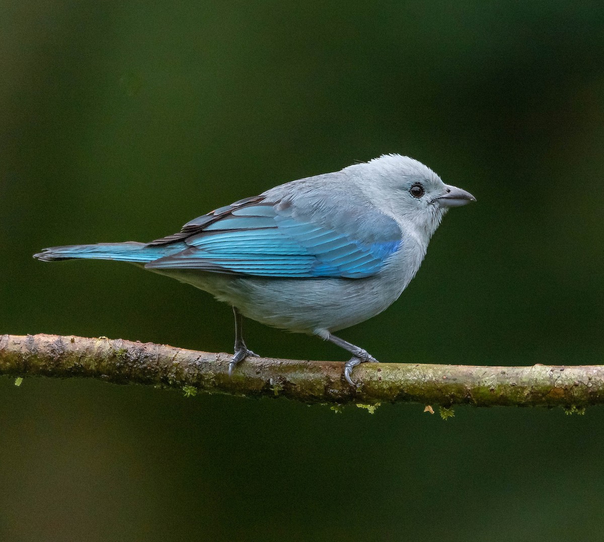 Blue-gray Tanager - ML620261916