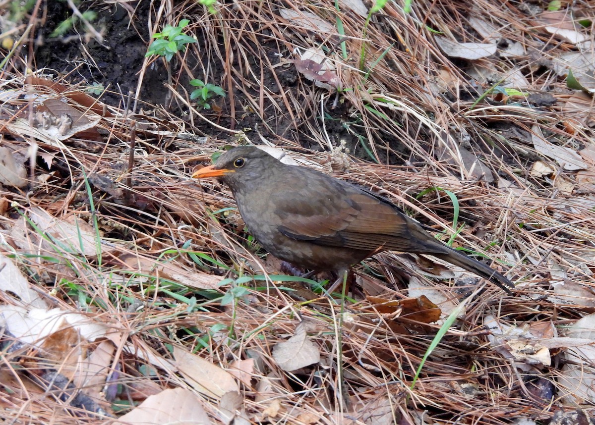 Gray-winged Blackbird - ML620261918