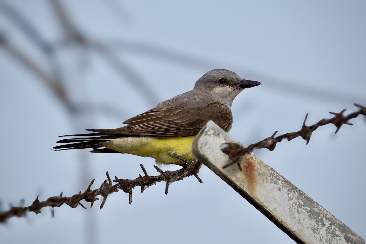 Western Kingbird - ML620261926