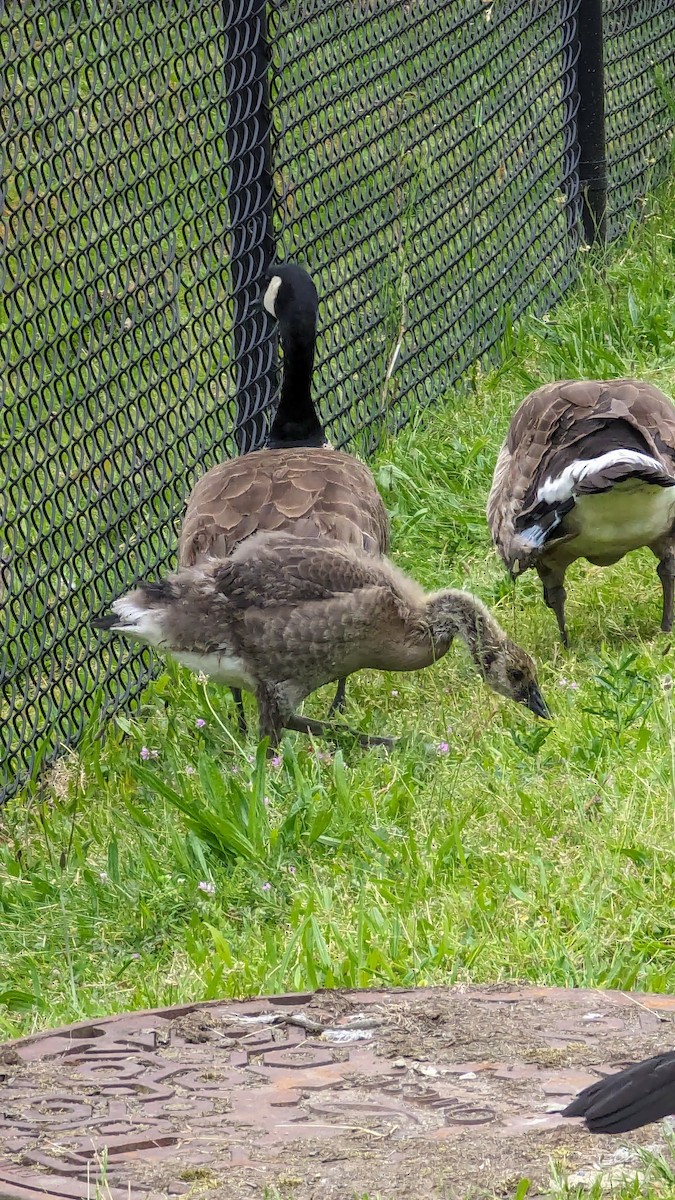 Canada Goose - ML620261939