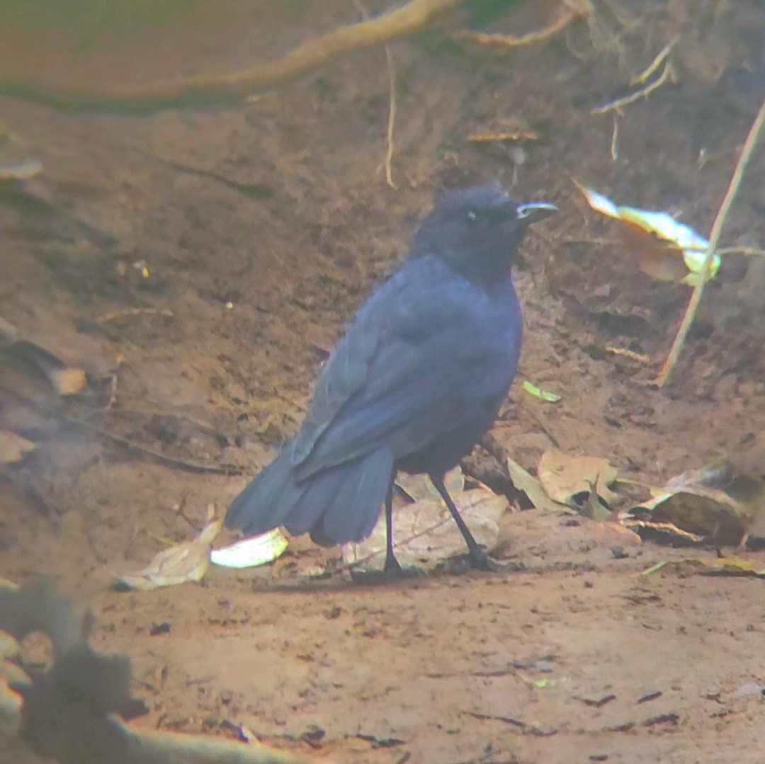 Javan Whistling-Thrush - ML620261949