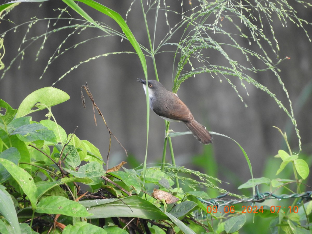 Gray-breasted Prinia - ML620261951