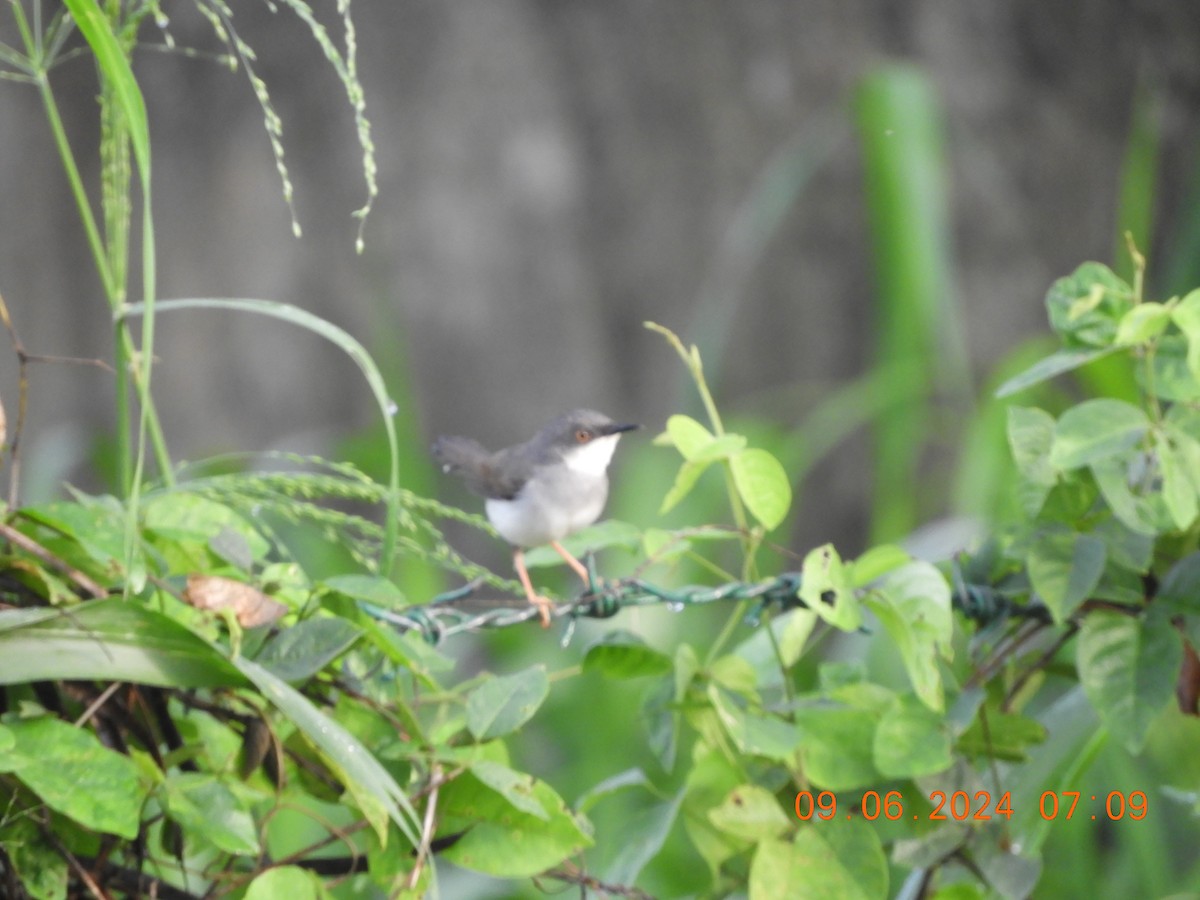 Gray-breasted Prinia - ML620261952