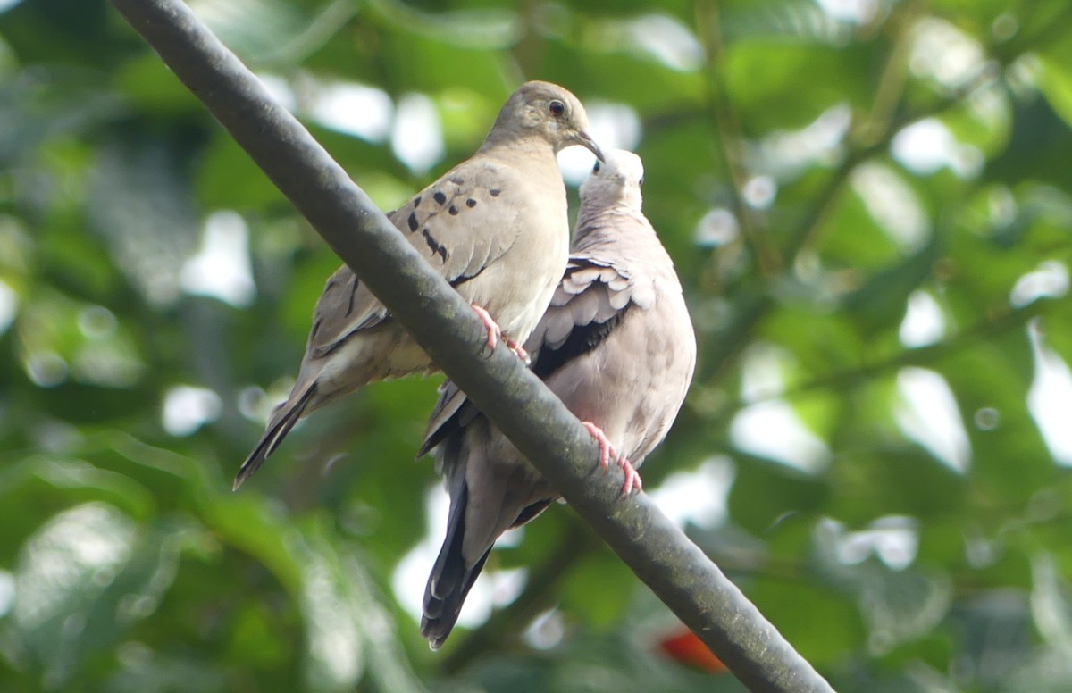 Ecuadorian Ground Dove - ML620261967