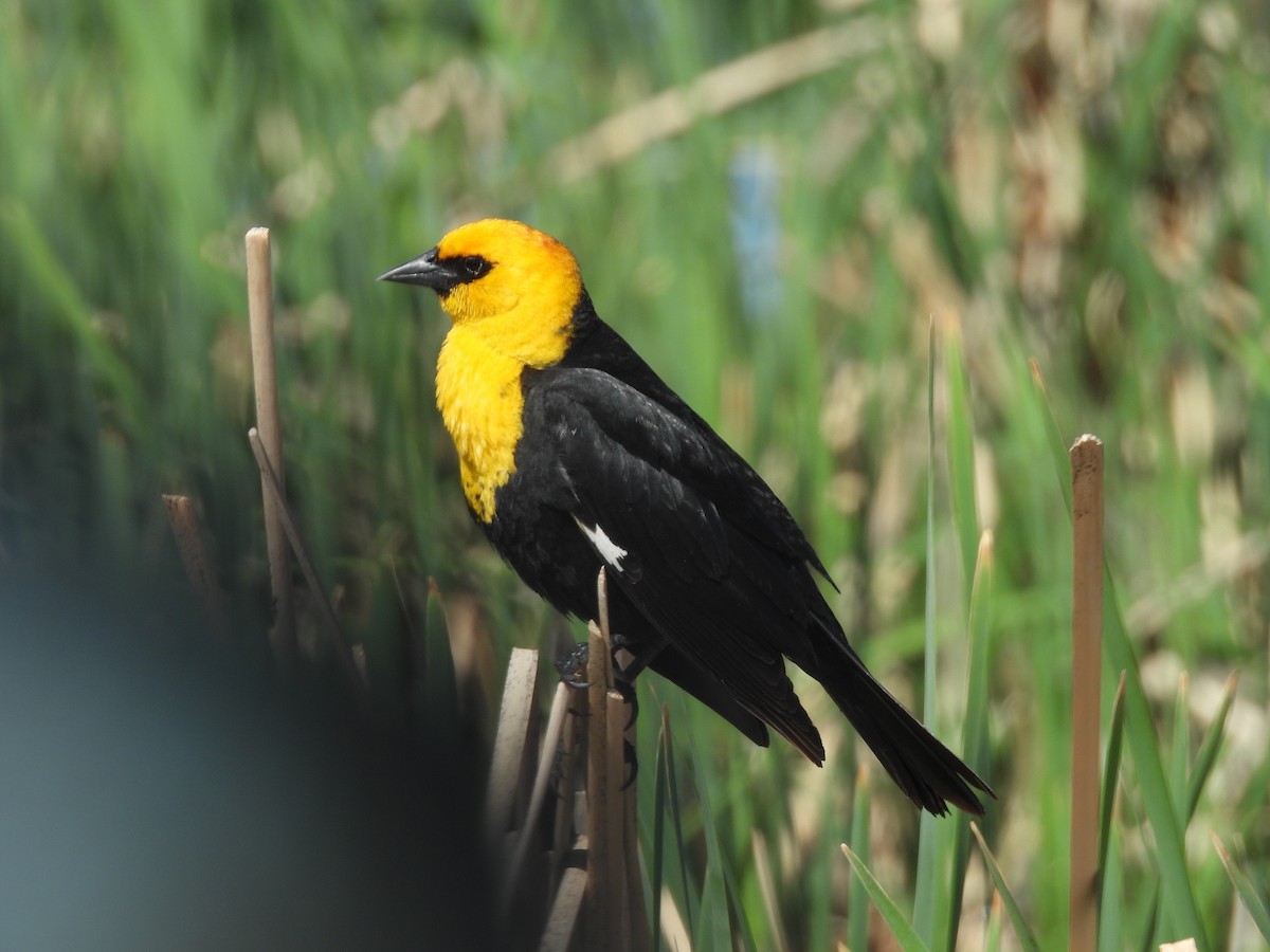 Yellow-headed Blackbird - ML620261971