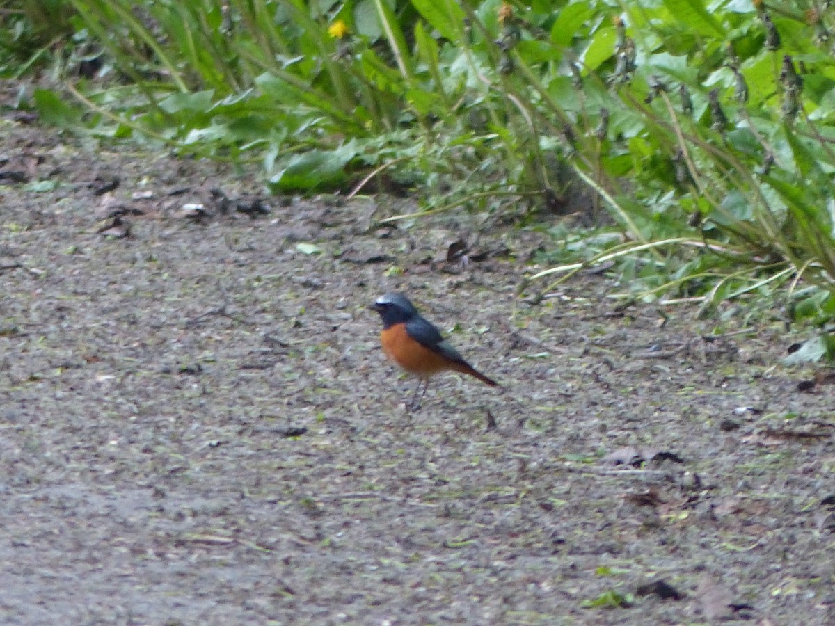 Common Redstart - ML620261972