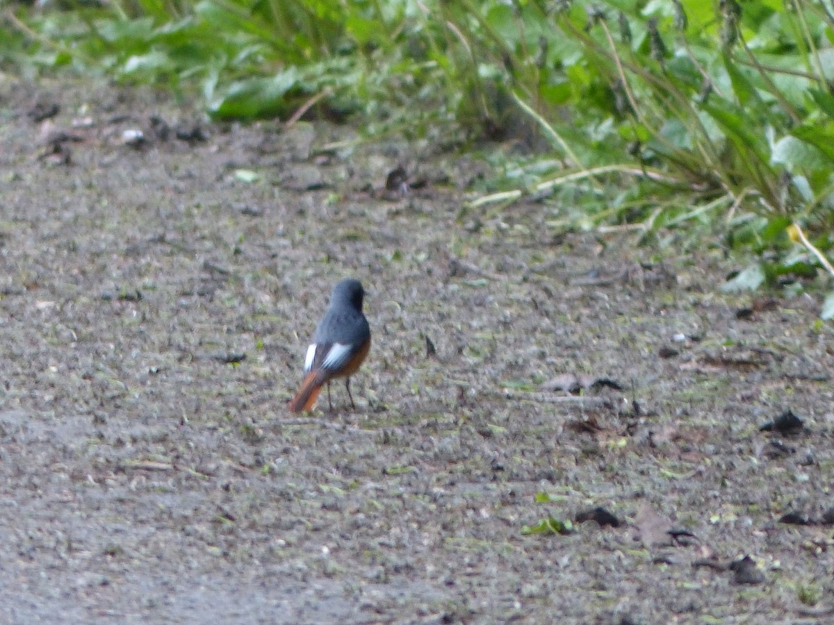 Common Redstart - ML620261973