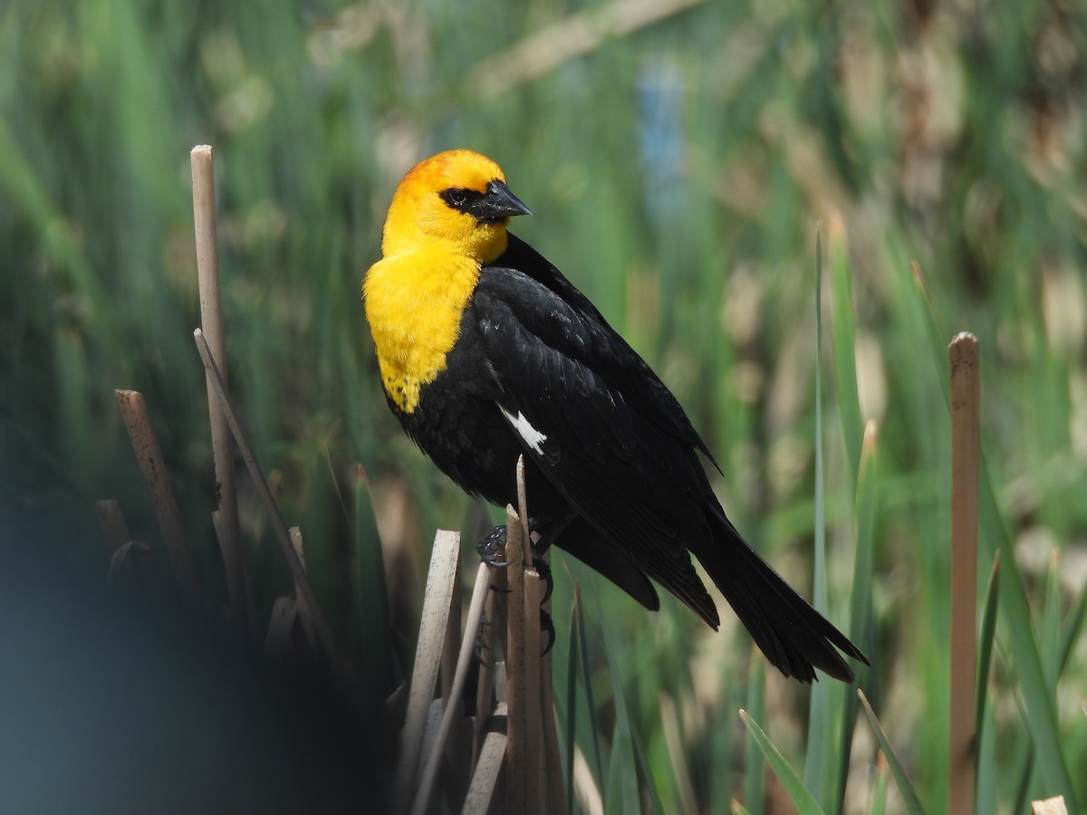 Yellow-headed Blackbird - Pat Grantham