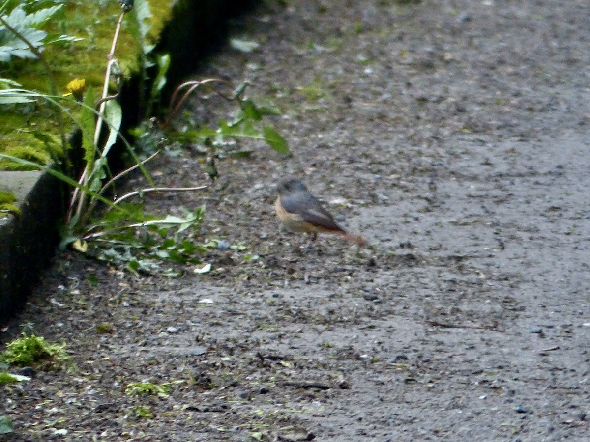 Common Redstart - ML620261975