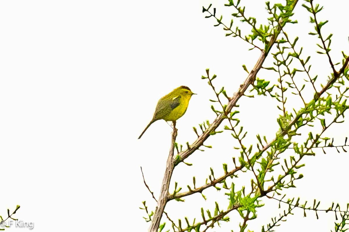 Wilson's Warbler - ML620261976