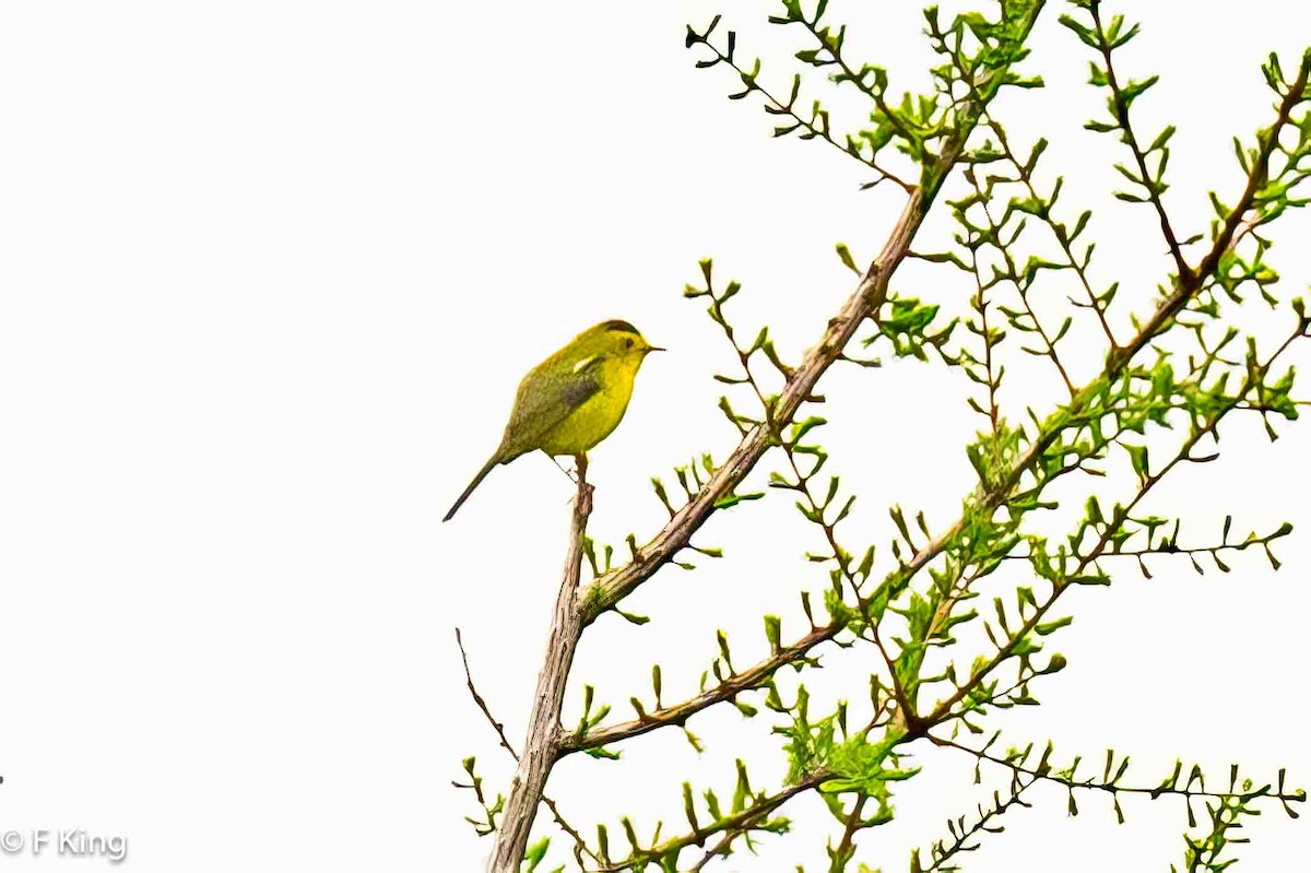 Wilson's Warbler - ML620261977