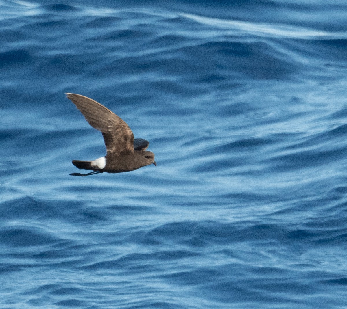 Wilson's Storm-Petrel - ML620261978