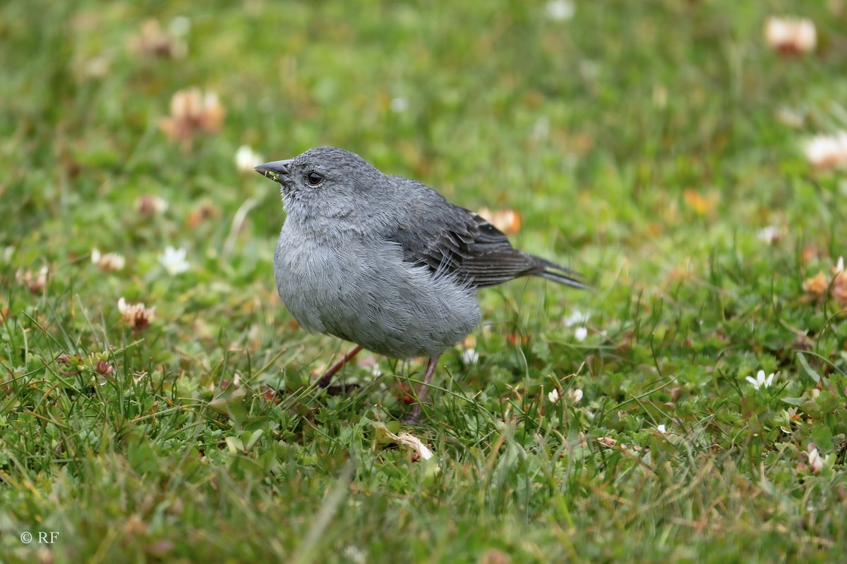 Plumbeous Sierra Finch - ML620261979