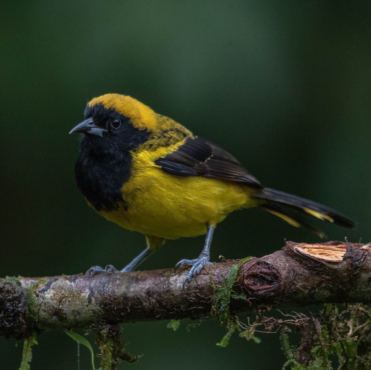 Black-cowled Oriole - ML620261981