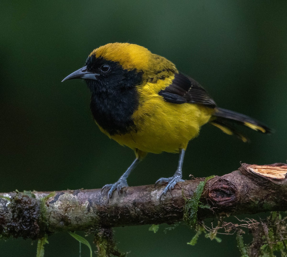 Black-cowled Oriole - ML620261982