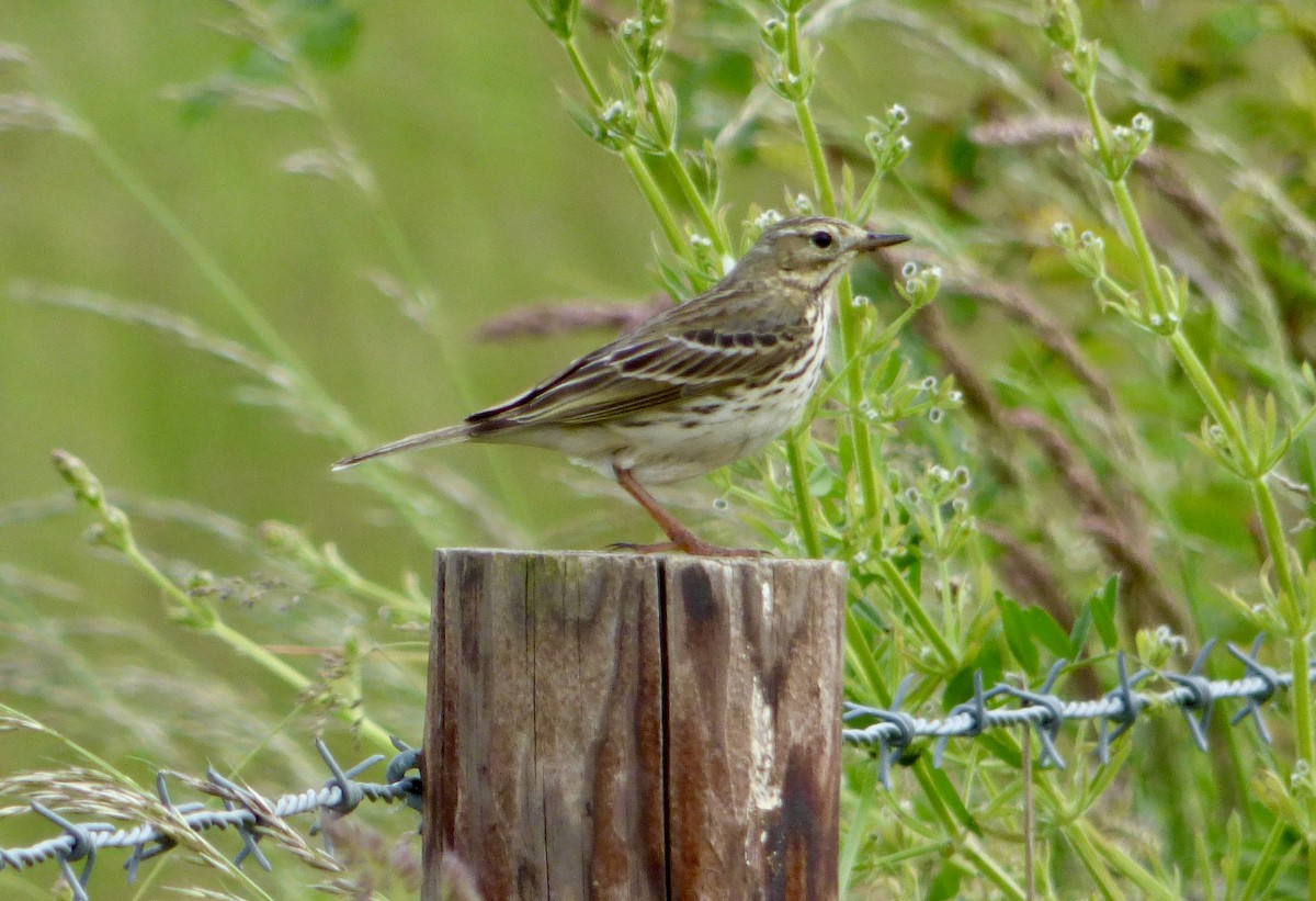 Meadow Pipit - ML620261983