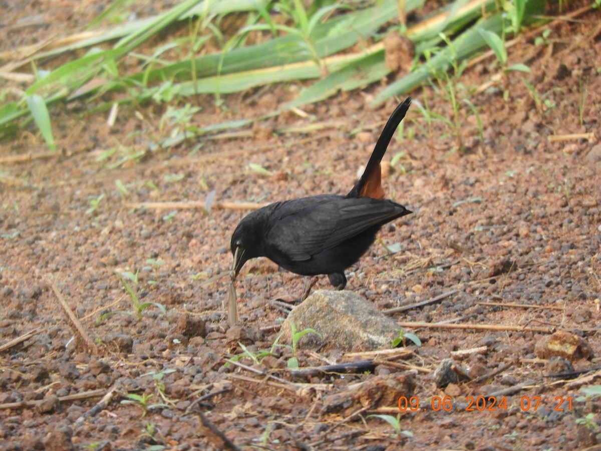 Indian Robin - ML620261988