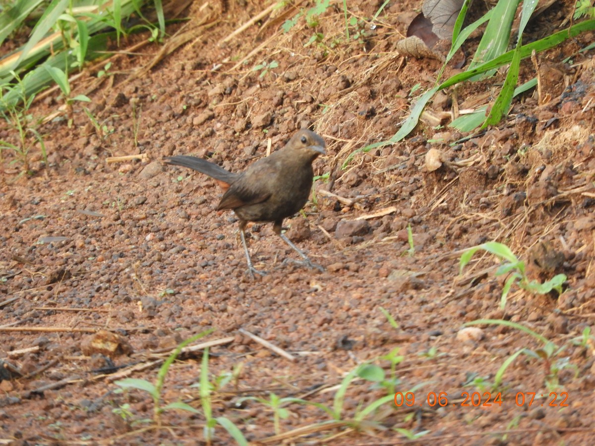 Indian Robin - ML620261989