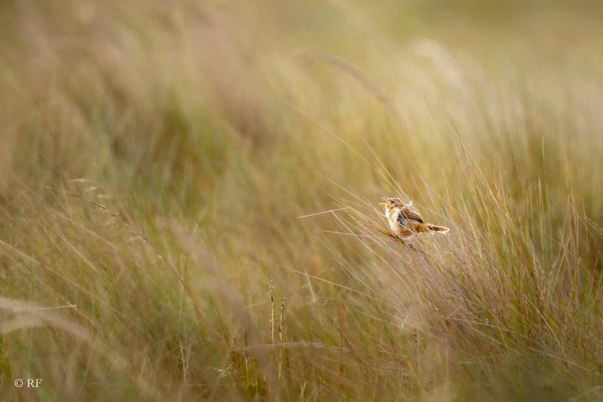 Grass Wren (Paramo) - ML620261991