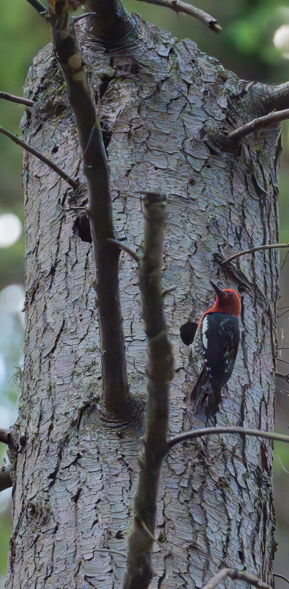 Red-breasted Sapsucker - ML620261992