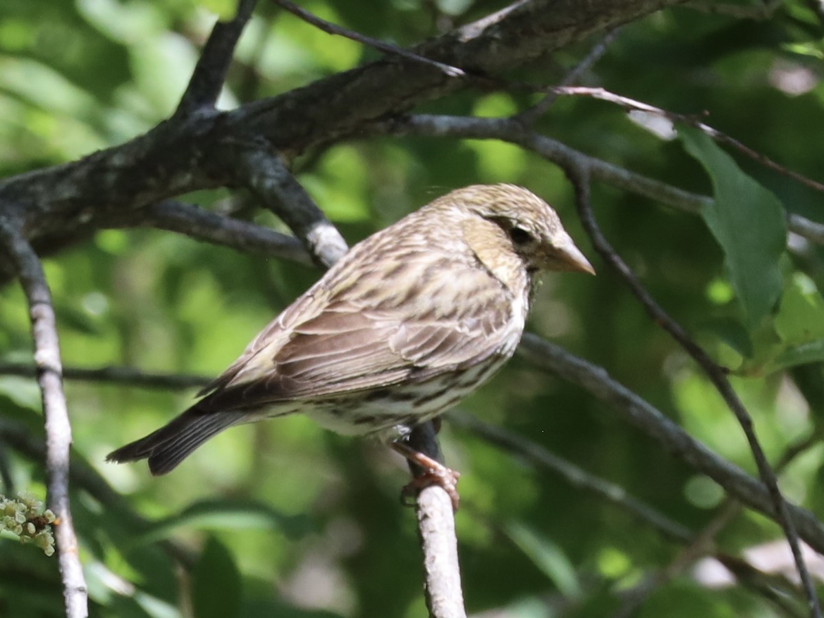 Cassin's Finch - ML620261993